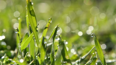 Spring grass with dew water drops in morning sunrise. Stock Footage 51014488