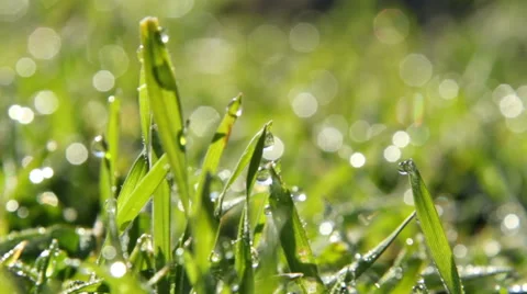 Spring grass with dew water drops in morning sunrise. Vídeos de archivo 51014541