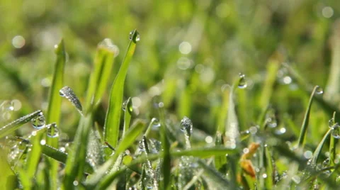 Spring grass with dew water drops in morning sunrise. Vídeos de archivo 51014567