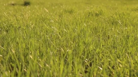 Spring Grass in Field Stock Footage 83129284