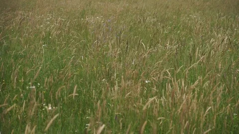 Spring Grass Field At Slow Windy Day Stock Footage 93036854