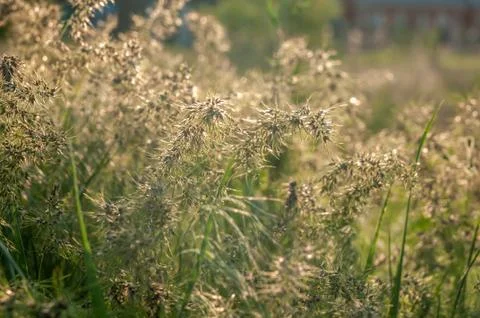 Spring grass in a field at sunset Stock Photos