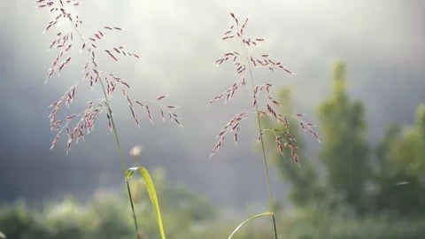 Spring grass &amp; flowers Stockbeeldmateriaal 272620083