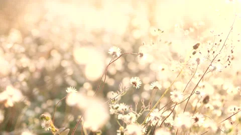 Spring grass flowers in meadow field. Wind blowing wild grass flowers in summer Video stock 236279754
