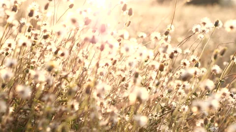 Spring grass flowers in meadow field. Wind blowing wild grass flowers in summer Stock Footage 236637016