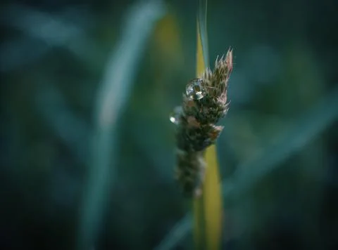 Spring grass foliage with water drops Stock Photos