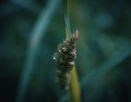 Spring grass foliage with water drops Stock Photos