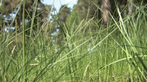 Spring grass Video stock 303965