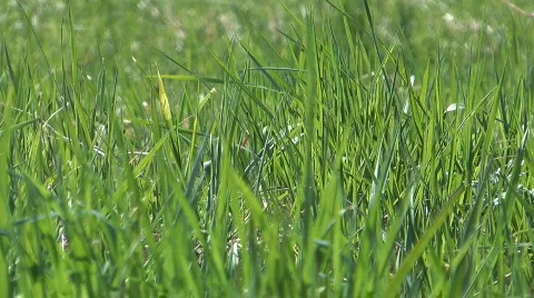 Spring grass. Stock Footage 714021