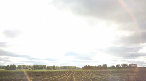 Spring grass Stock Footage 5505130