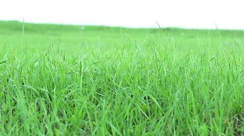 Spring Grass Video stock 51227186