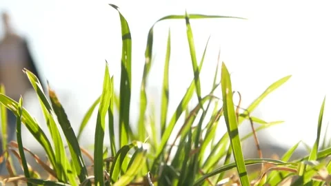 Spring grass Stock Footage 146143234