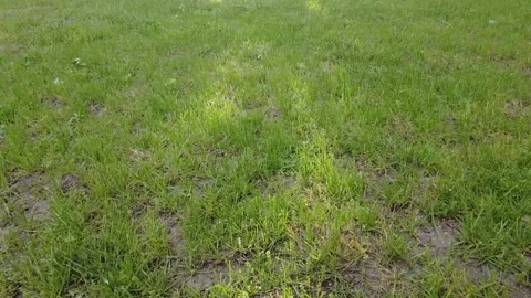 SPRING GRASS Stock Footage 195666979