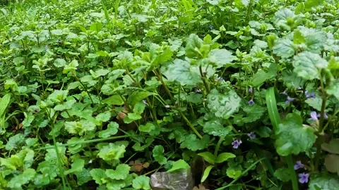 Spring grass Stock Footage 240025661