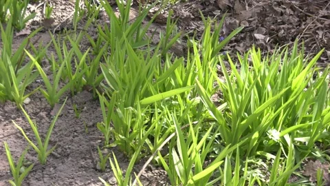 Spring grass in the garden Video stock 153096784