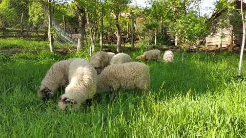 In the spring, the grass in the garden is very green and fresh, only good to Stock Footage 124167616