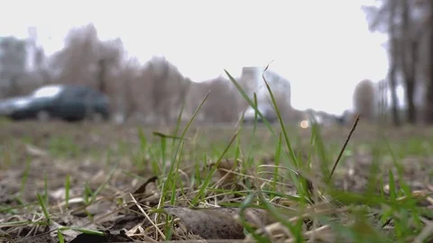 Spring grass grows beside the road in the city Russia Stock Footage 75908099