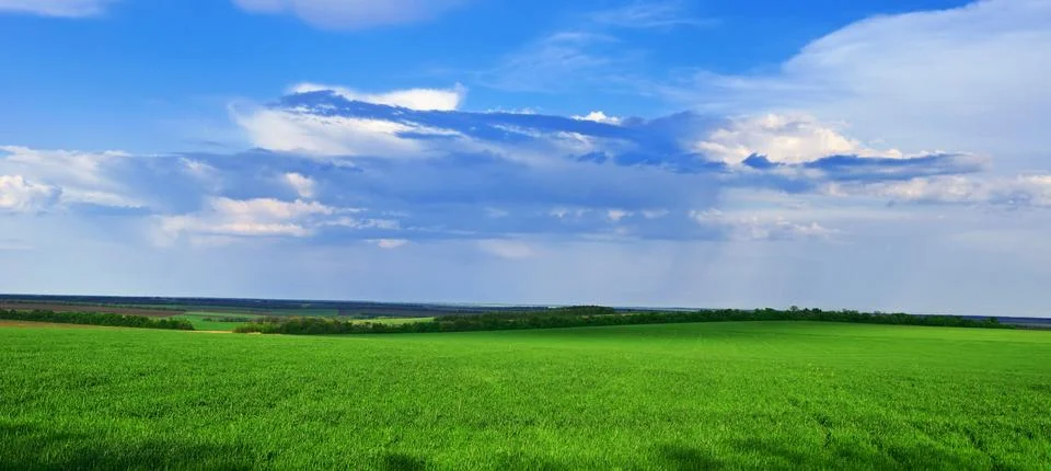 Spring grass grows on the field Foto stock