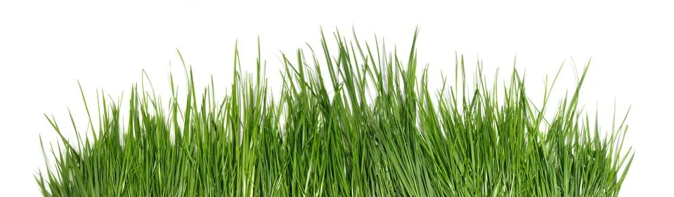 Spring grass isolated on white - Panorama Stock Photos