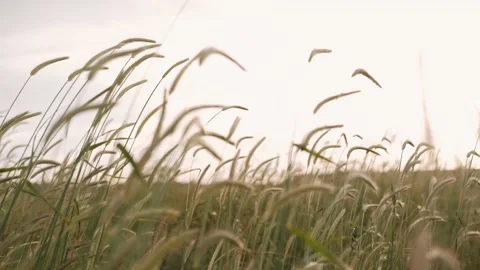 Spring grass leaves sway in the wind Stock Footage 171787500