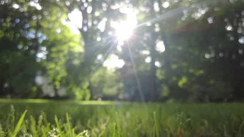 SPRING GRASS LENS FLARE Stock Footage 195673008