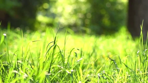 Spring grass meadow. Environment concept. Green nature background Stock-Footage 75404649