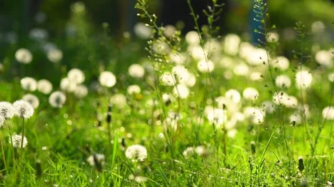 Spring grass meadow with white dandelions. Green nature background Stock Footage 75755333