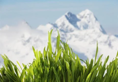 Spring grass in mountains Foto stock