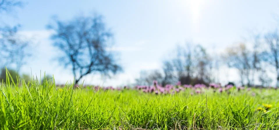 Spring grass in park Stock Photos