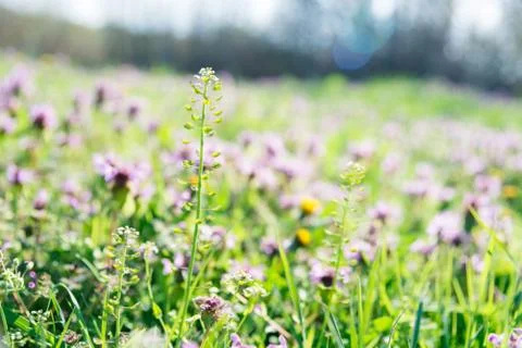 Spring grass in park Stock Photos