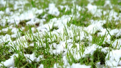 Spring grass peeks through the snow. Snow on the lawn grass Stock Footage 266703362