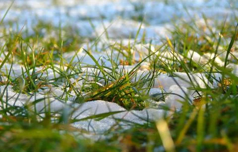 Spring Grass Stock Photos