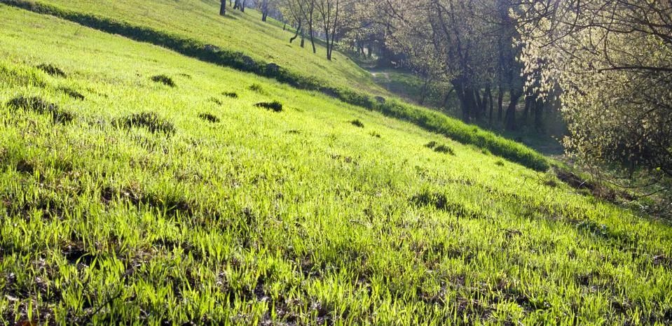 Spring grass Stock Photos