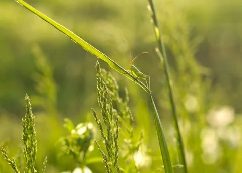Spring grass Stock Photos