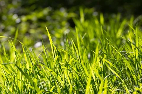 Spring grass Stock Photos