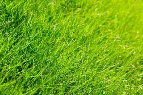 Spring grass Foto stock