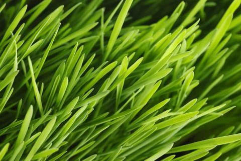 Spring grass Stock Photos