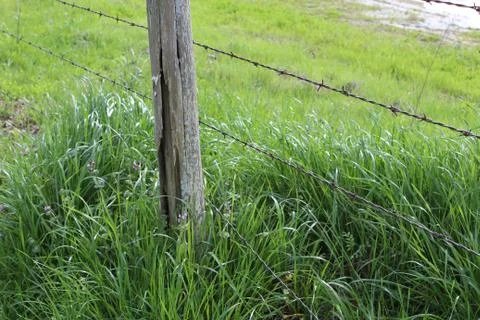 Spring Grass Stock Photos
