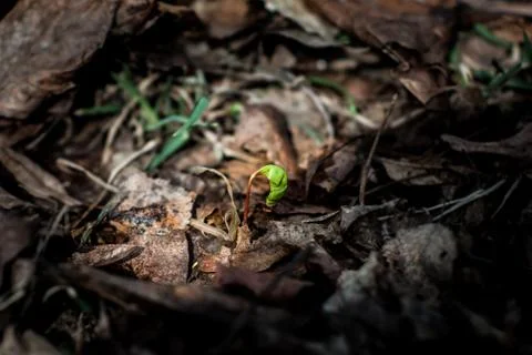 Spring grass Stock Photos