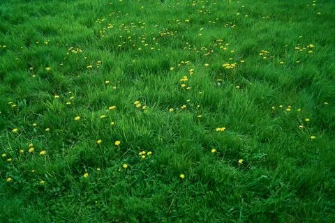Spring grass Stock Photos