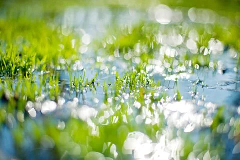 Spring grass Stock Photos