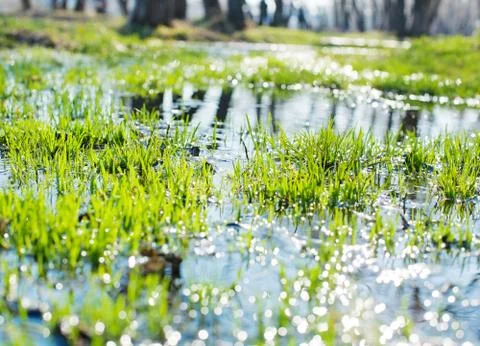 Spring grass 스톡 사진