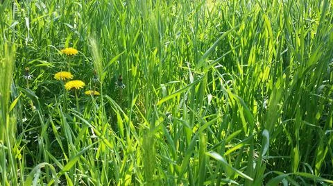 The spring grass Stock Photos