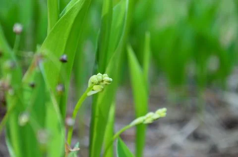 Spring grass Stock Photos