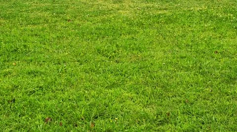 Spring Grass Stock Photos