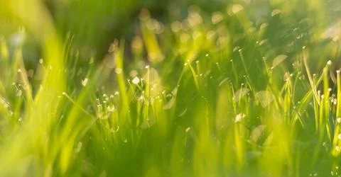 Spring grass in the rays of sunset, photo out of focus, soft green background Stock Photos