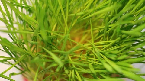 Spring grass. rotates Stock Footage 21950480