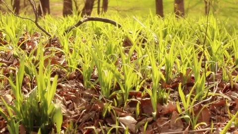 Spring Grass Shoots through Dead, Brown Leaves Stock Footage 83129258