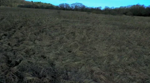 Spring Grass Straight and Sideways flight Stock Footage 47955059