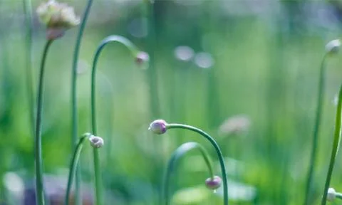 Spring grass. Summer nature. Bokeh blurred background Ilustración de archivo